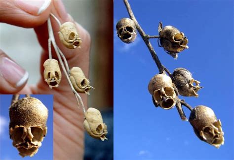 Snapdragon seed pods : r/natureismetal