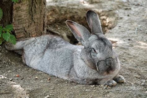 How Big Do Flemish Giant Rabbits Get? The Complete Guide