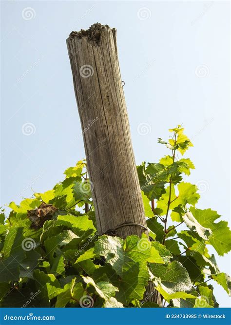 Old wooden vineyard post stock image. Image of grow - 234733985