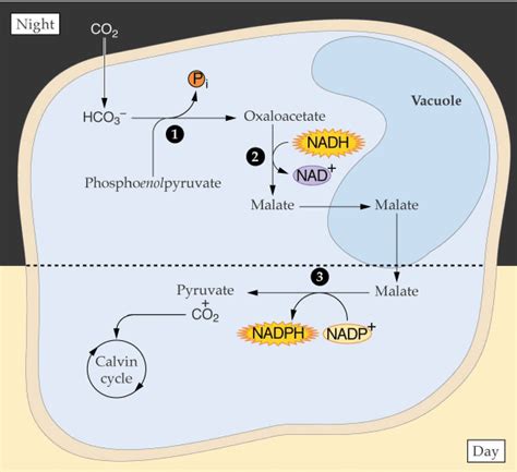 Cam Plant Photosynthesis