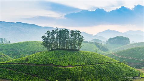 Wallpaper ID: 553071 / kerala, 2K, india, tea, Asia, plantation free download