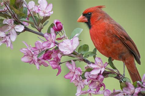 Download Flower Branch Cardinal Bird Animal Northern Cardinal HD Wallpaper