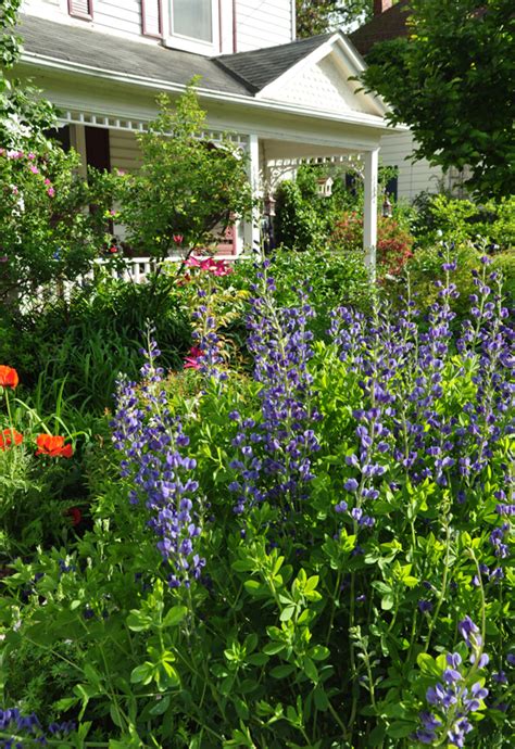 Three Dogs in a Garden: Baptisia: How to Grow It + Newly Introduced Cultivars