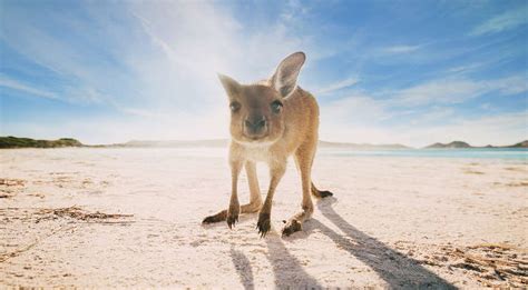 Fly with the Spirit of Australia | Qantas