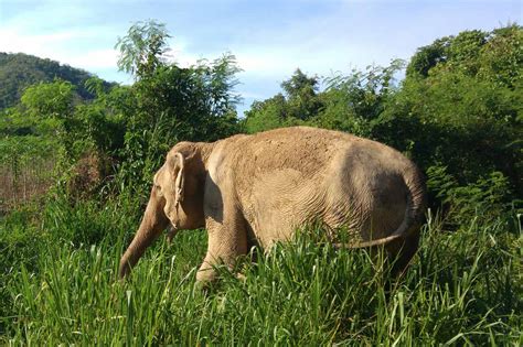 Pattaya Elephant Sanctuary | Thailand | Photo Gallery