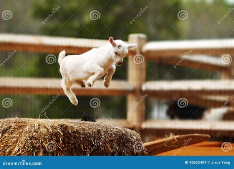 493 Jumping Goat Stock Photos - Free & Royalty-Free Stock Photos from ...