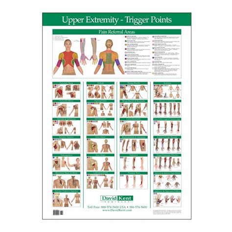 Printable Trigger Point Chart