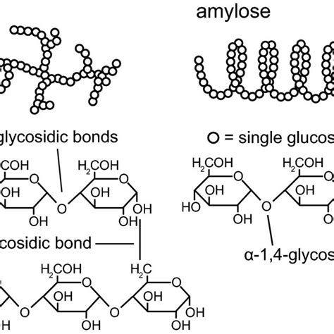 Chemical structure of the corn starch constituting natural polymers... | Download Scientific Diagram