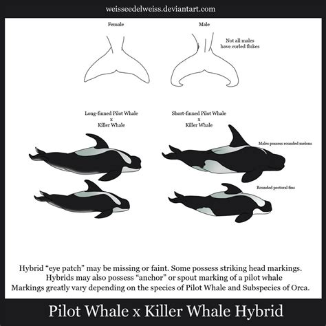 Killer Whale x Pilot Whale Hybrids: Wraith Whale by WeisseEdelweiss on DeviantArt