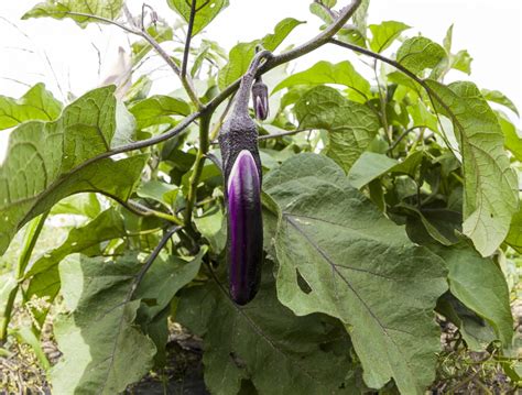 How Big Do Japanese Eggplant Get » Know the Facts