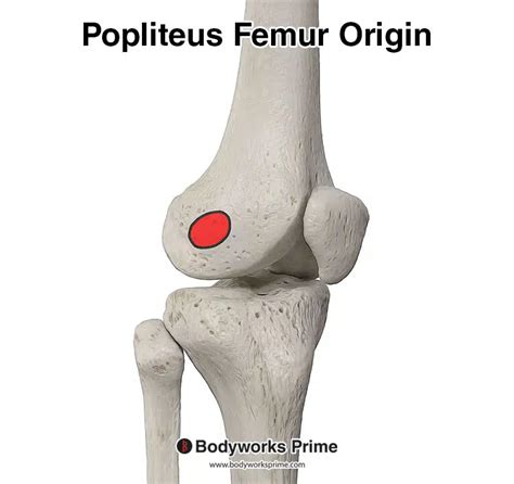 Popliteus Muscle Anatomy - Bodyworks Prime