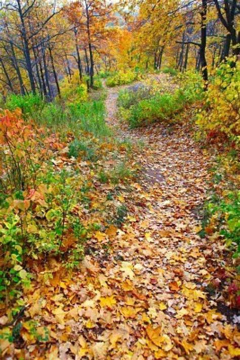 Autumn forest path | Autumn forest, Forest path, Autumn scenery