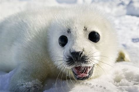 Cute White Coat Harp Seal Baby Pup | Photo, Information