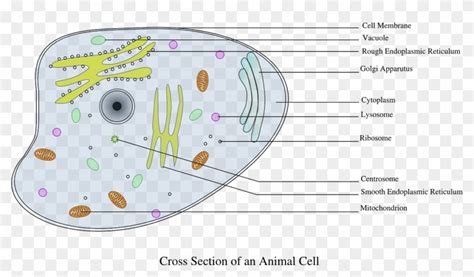 Cell Information Animal Biology Png Image - Animal Cell Diagram Labeled Gcse, Transparent Png ...