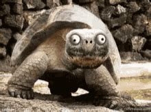 Funny Sea Turtles GIFs | Tenor