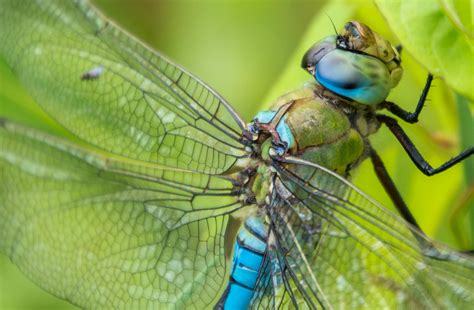 Free stock photo of close up, dragonfly, dragonfly close up