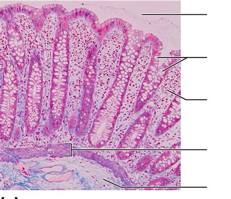 large intestine histology Diagram | Quizlet