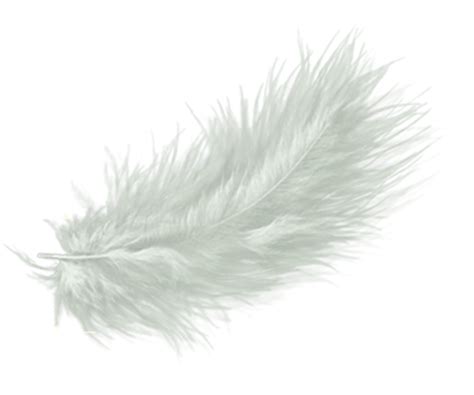 White feather Drawing Clip art - white angel feather png download - 600*500 - Free Transparent ...