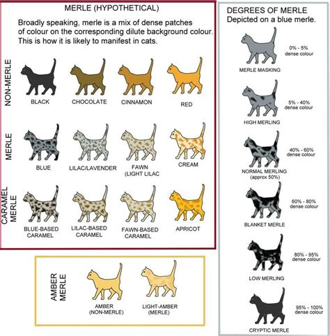 Types of Cat Coats