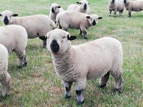 British sheep breeds app | Page 4 | The Farming Forum