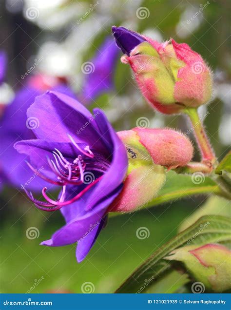 Beautiful Ornamental Flowers in the Kodaikanal Chettiar Park. Stock Image - Image of cropped ...