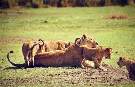 Small lion cubs with mother. Tanzania, Africa 7827791 Stock Photo at ...