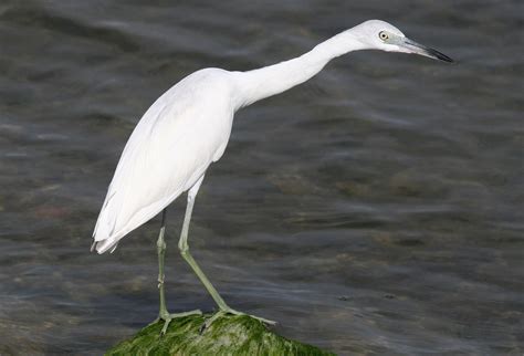 Little Blue Heron, Egretta caerulea