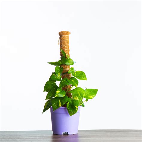 Money Plant – Leafy-Buddy