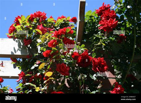 RED CLIMBING ROSE OVER TIMBER TRELLIS Stock Photo - Alamy