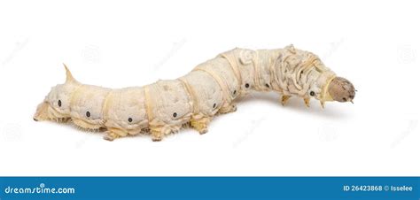 Silkworm Larvae, Bombyx Mori Royalty Free Stock Photos - Image: 26423868