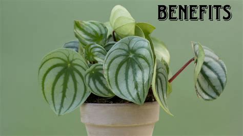 Peperomia Green Plant Archives - MyindoorPlants