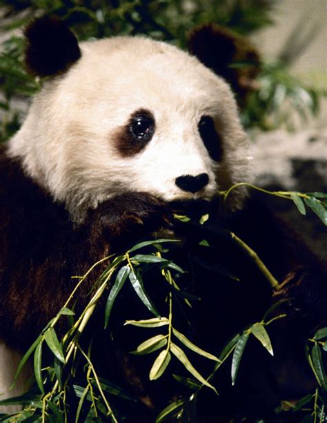 How to Make a Diorama of a Panda Bear Habitat | eHow