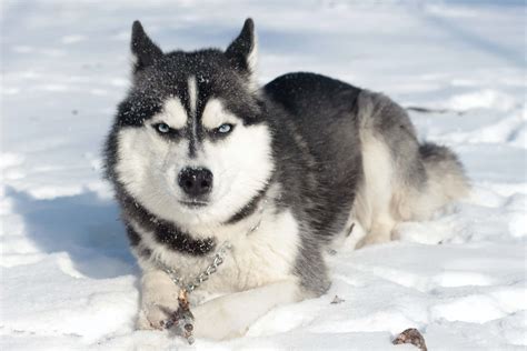 Siberian Husky Angry Face