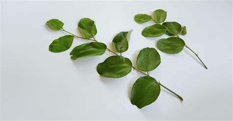 Daun Bidara or Ziziphus Mauritiana isolated on a white background. Bidara is one type of herb ...