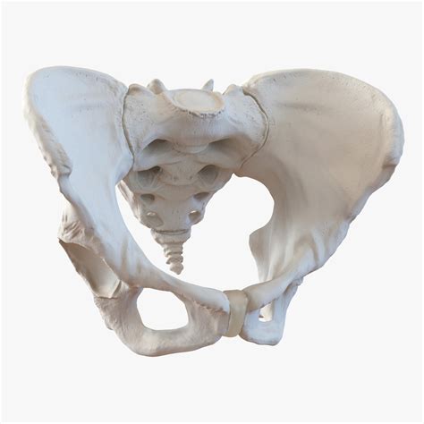 Female Pelvis Skeleton 3D Model #AD ,#Pelvis#Female#Model#Skeleton ...