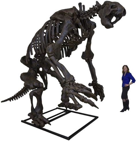 Eremotherium eomigrans VERNE – Giant Ground Sloth Skeleton – Display Replica – Black Hills Institute