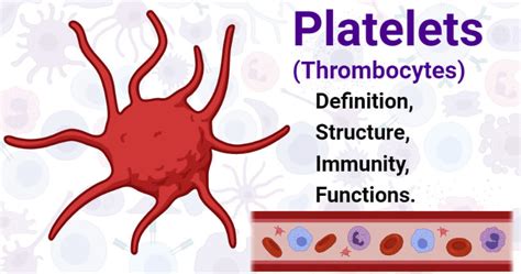 Platelets (Thrombocytes)- Definition, Structure, Immunity, Functions