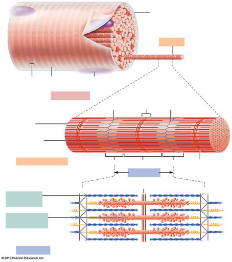 Anatomy of a skeletal muscle fiber (cell) Diagram | Quizlet