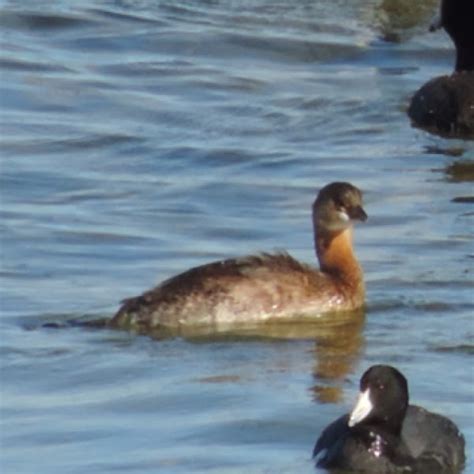 Pied-billed Grebe winter plumage | Project Noah