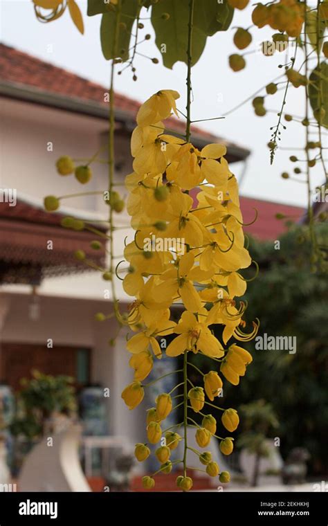 Wat Chedi Luang Stock Photo - Alamy