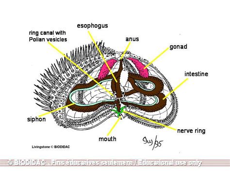 ADW: echinoidanat.jpg