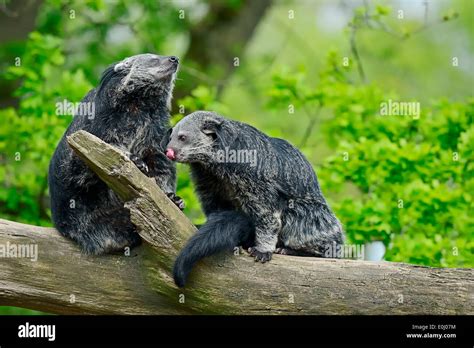 Binturong, Asian Bearcat or Palawan Bearcat (Arctictis binturong Stock Photo: 69236824 - Alamy