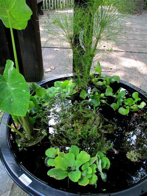 DIY ~ Create Your Own Water Garden In A Container! | Our Fairfield Home ...