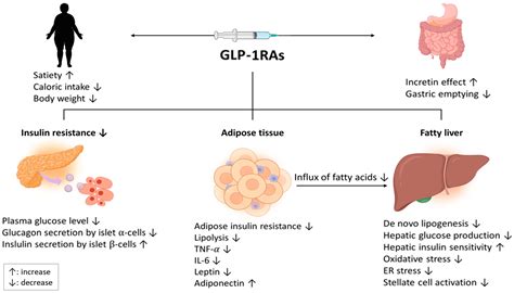 IJMS | Free Full-Text | Therapeutic Mechanisms and Clinical Effects of Glucagon-like Peptide 1 ...