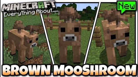 Minecraft Cow Spawn ~ Spawn Daisy 9minecraft Biomes Cornflower Flowery ...