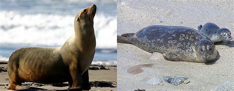 ¿Cuál es la diferencia entre focas y leones marinos? | Mont Blanc