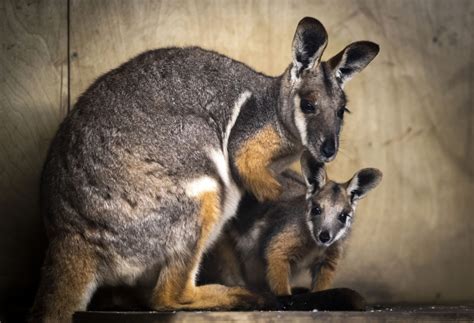 Baby wallaby seen out of mum’s pouch for first time at Yorkshire’s ...