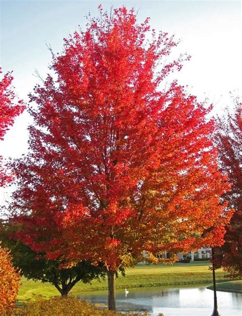 Silver Maple Tree Beautiful Fall Colors Maple Tree | Etsy