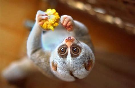 Slow Loris - Description, Habitat, Image, Diet, and Interesting Facts