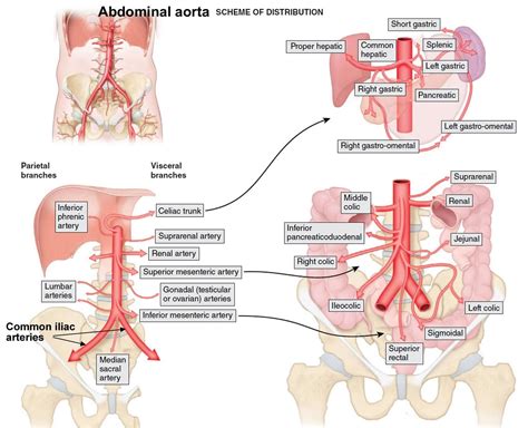 Aorta Anatomy